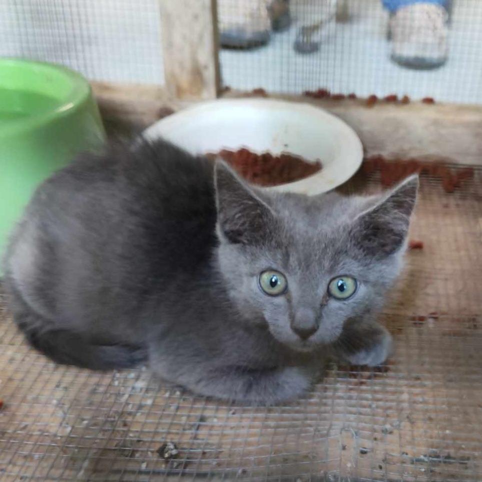 Harrison, Adoptable, Kitten Male Domestic Short Hair.