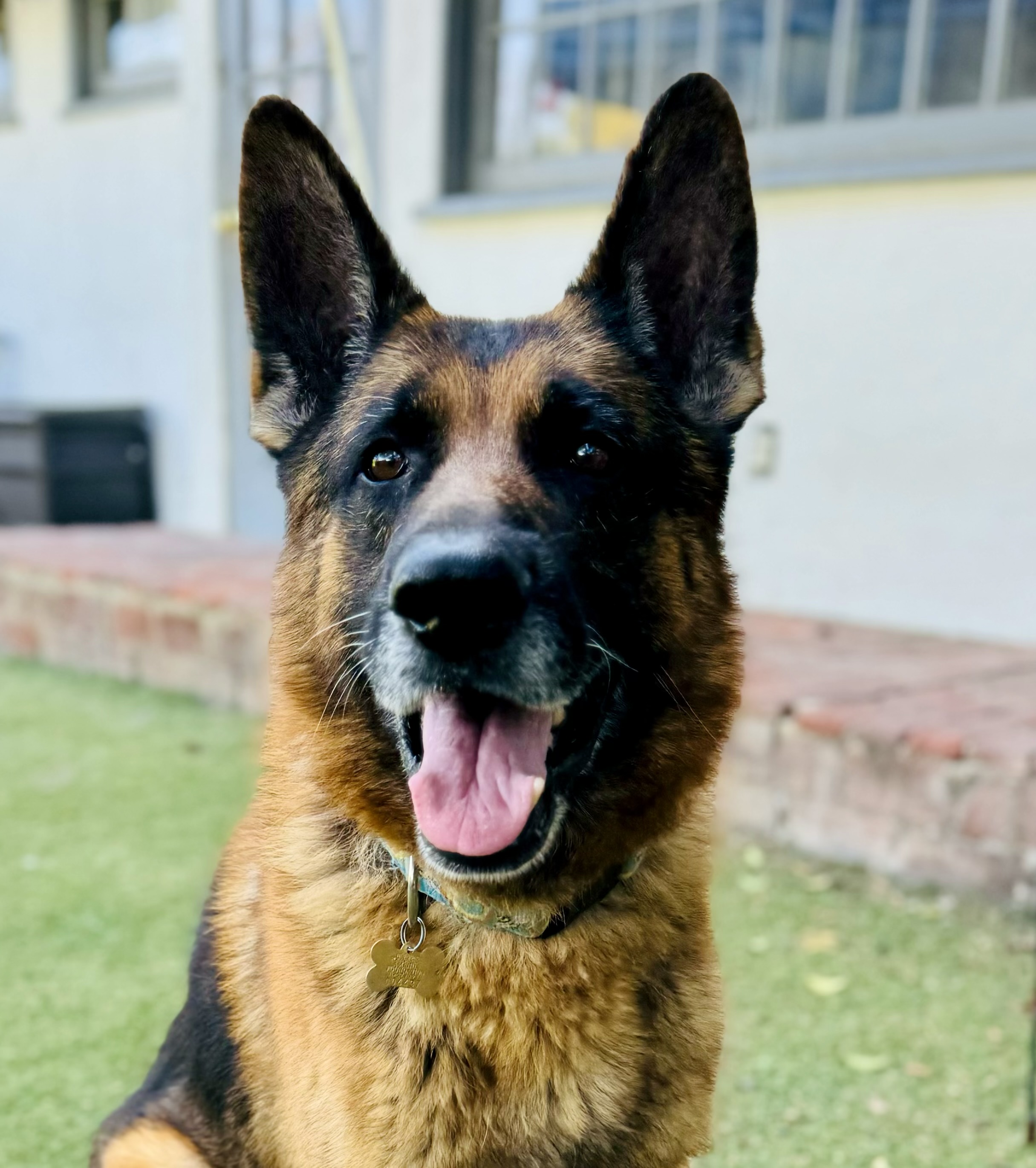 Niko, a Adoptable German Shepherd Dog in Beverly Hills, CA image 3/4