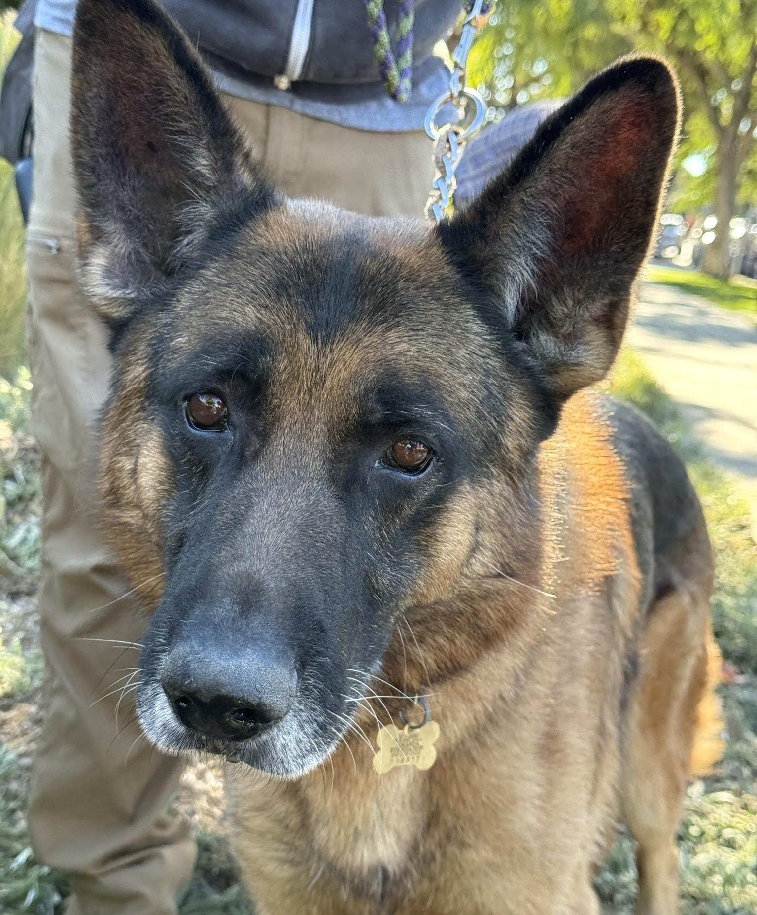 Niko, a Adoptable German Shepherd Dog in Beverly Hills, CA image 2/4