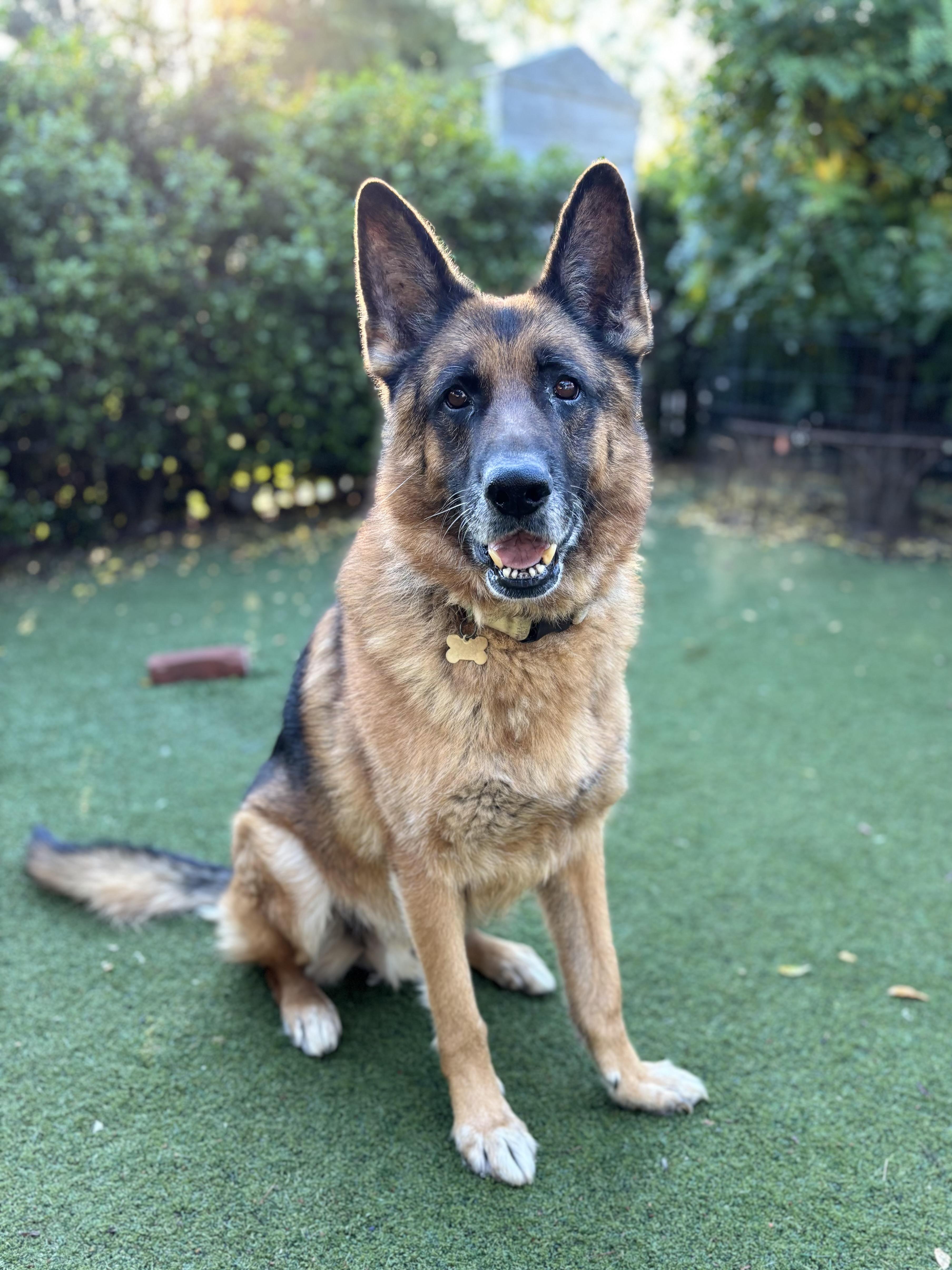 Niko, Adoptable, Adult Male German Shepherd Dog.