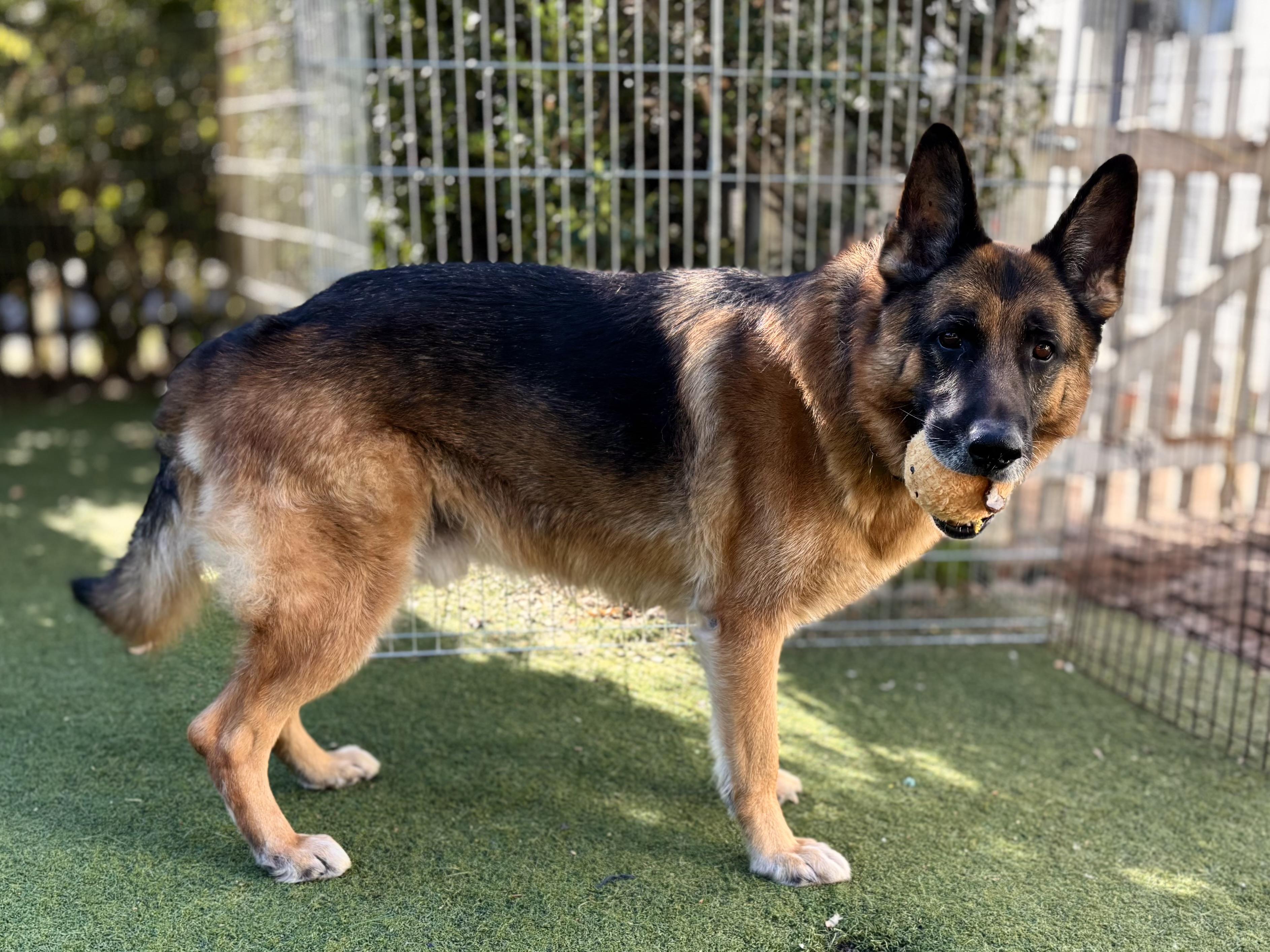 Enlarge Niko, a Adoptable German Shepherd Dog in Beverly Hills, CA image 2/5