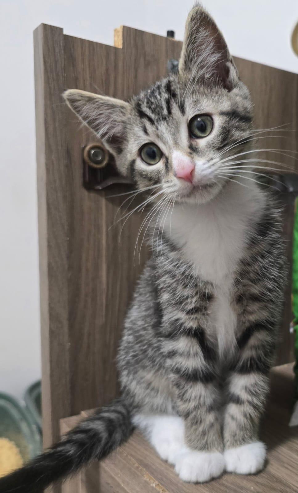 Enlarge Apollo & Adonis - bonded kittens! , a ADOPTABLE Domestic Short Hair in Defuniak Springs , FL image 6/6