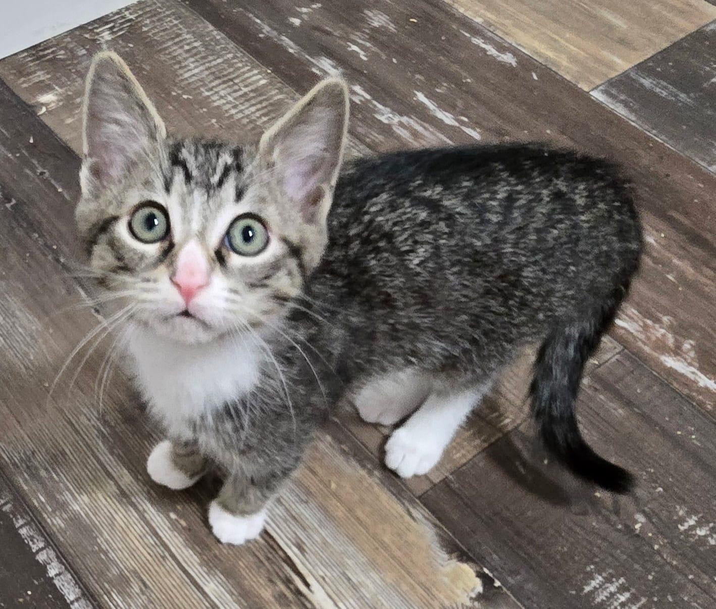 Enlarge Apollo & Adonis - bonded kittens! , a ADOPTABLE Domestic Short Hair in Defuniak Springs , FL image 3/6