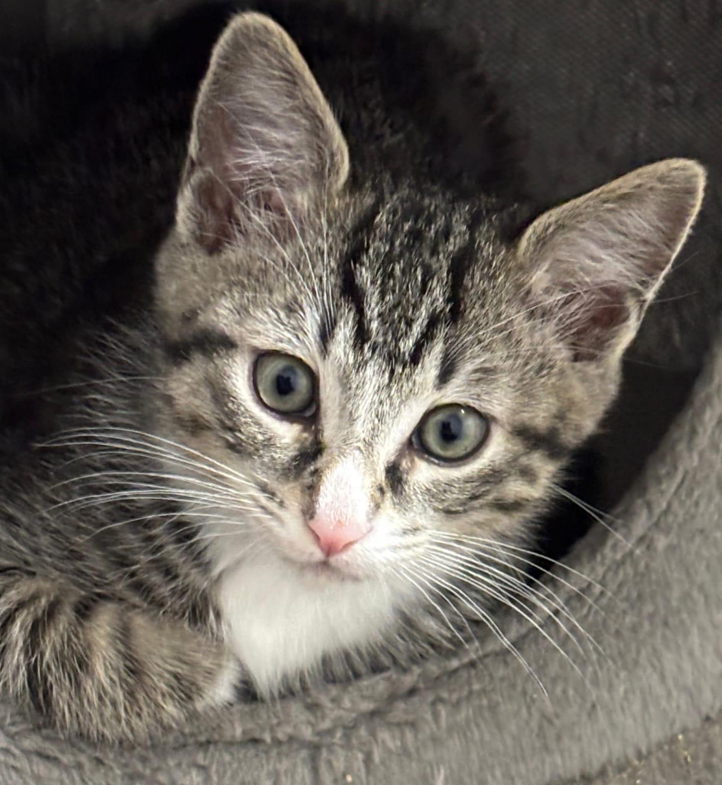 Enlarge Apollo & Adonis - bonded kittens! , a ADOPTABLE Domestic Short Hair in Defuniak Springs , FL image 1/6