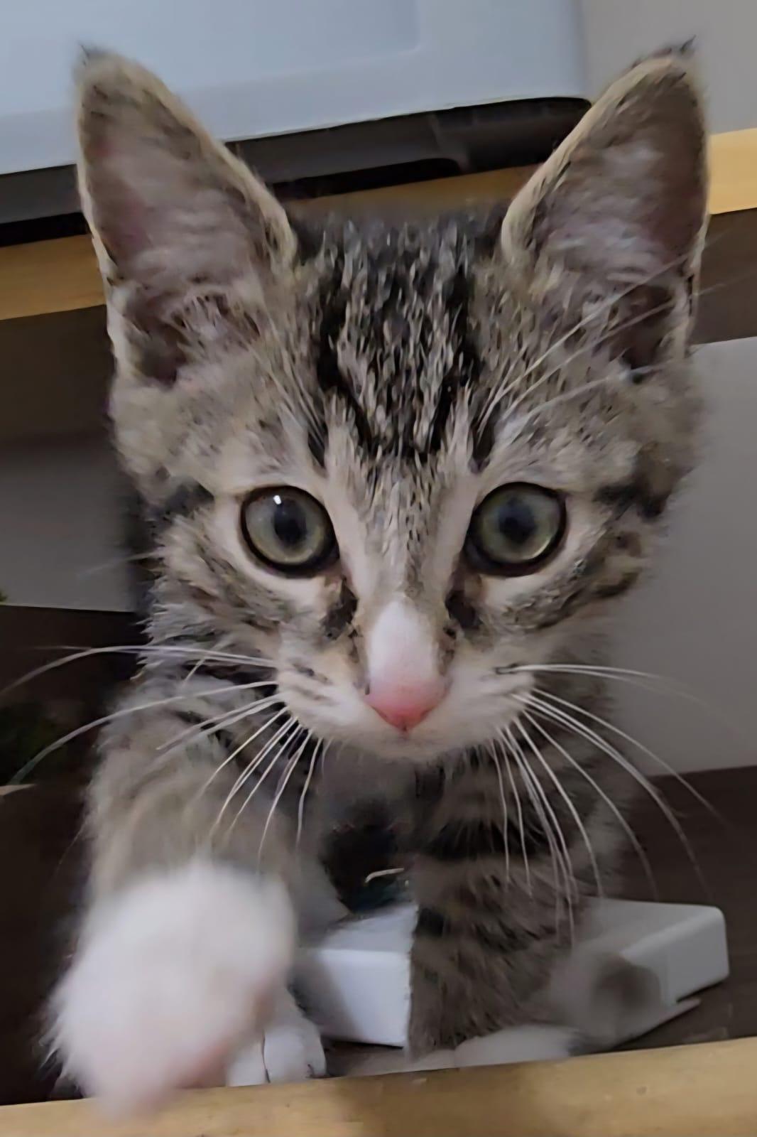 Enlarge Apollo & Adonis - bonded kittens! , a ADOPTABLE Domestic Short Hair in Defuniak Springs , FL image 5/6