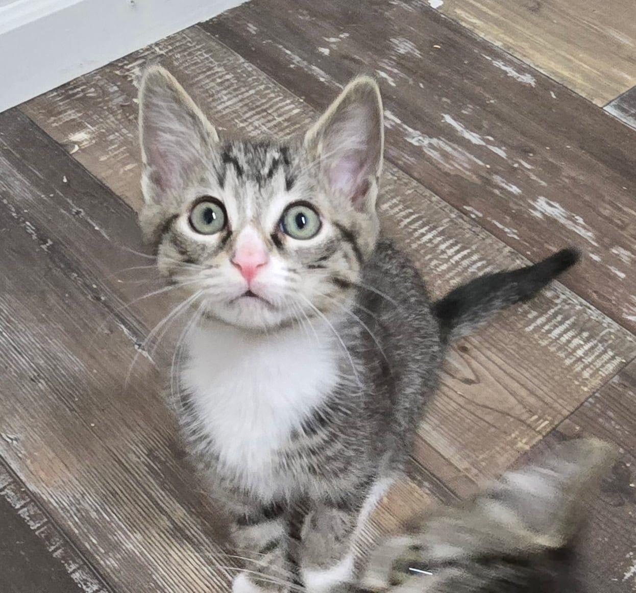 Enlarge Apollo & Adonis - bonded kittens! , a ADOPTABLE Domestic Short Hair in Defuniak Springs , FL image 2/6