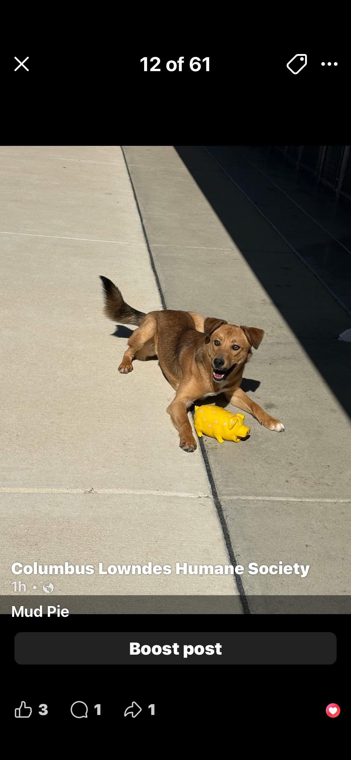 Enlarge Mud pie, an adopted mixed breed in Columbus, MS image 1/1