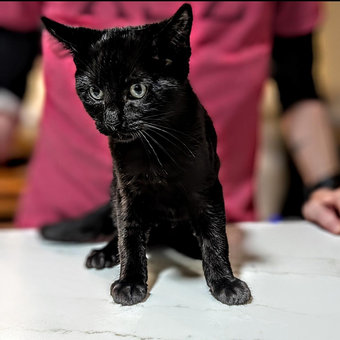 BB, ADOPTABLE, Kitten Male American Shorthair.