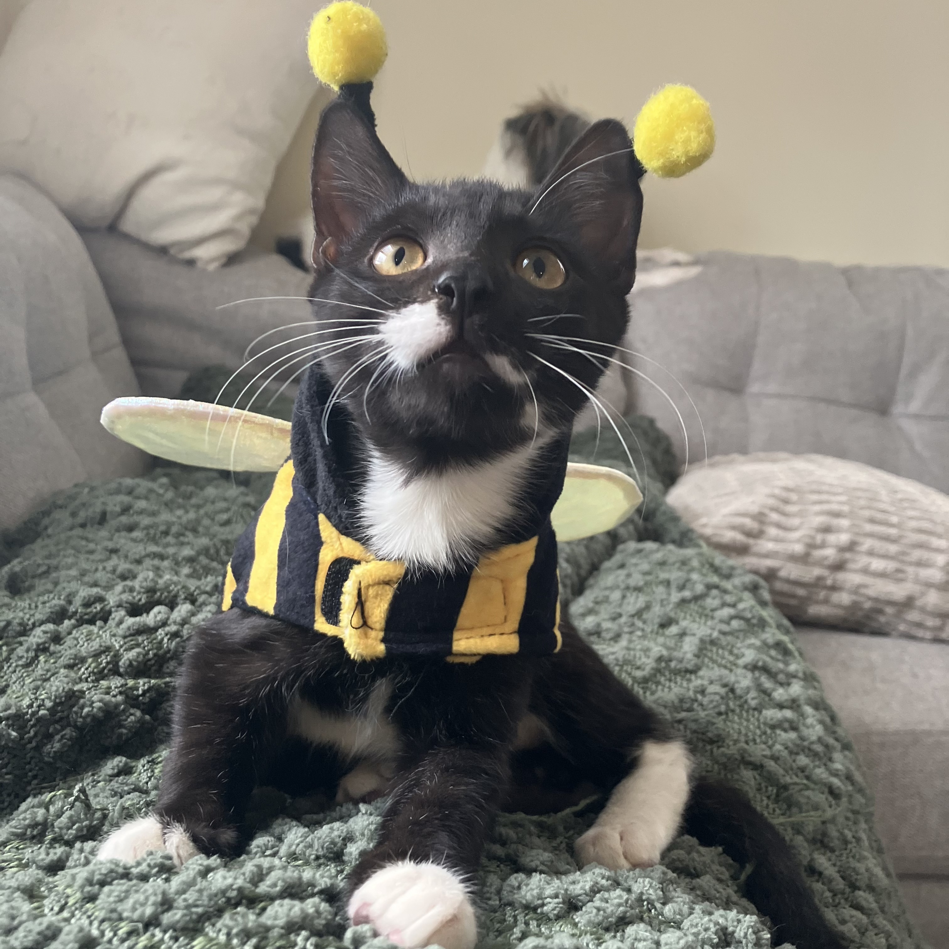 Cat for adoption Wednesday (and Wren), a Domestic Short Hair & Tuxedo