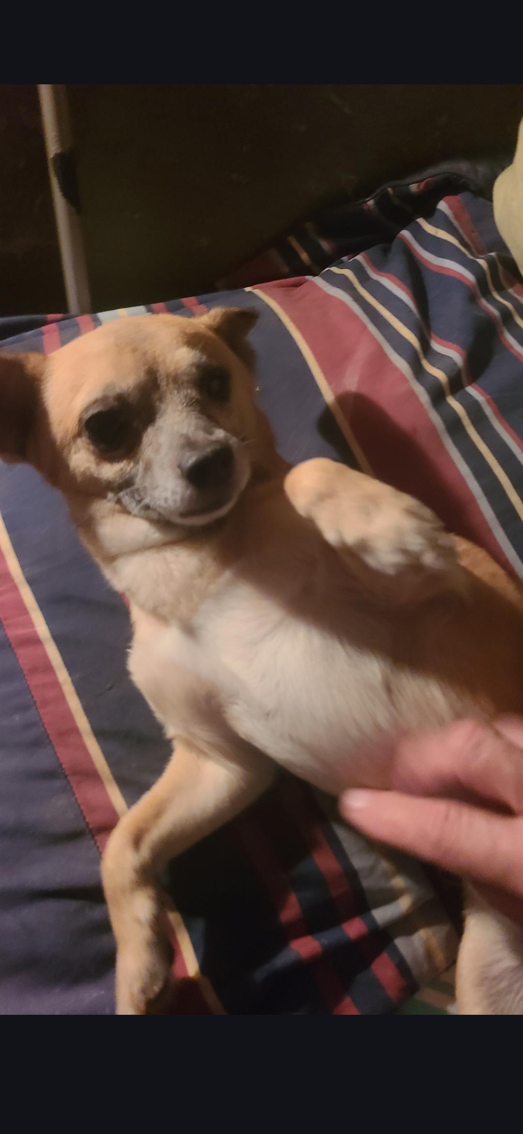 Bam bam, a Adoptable Chihuahua in Miami, FL image 1/2