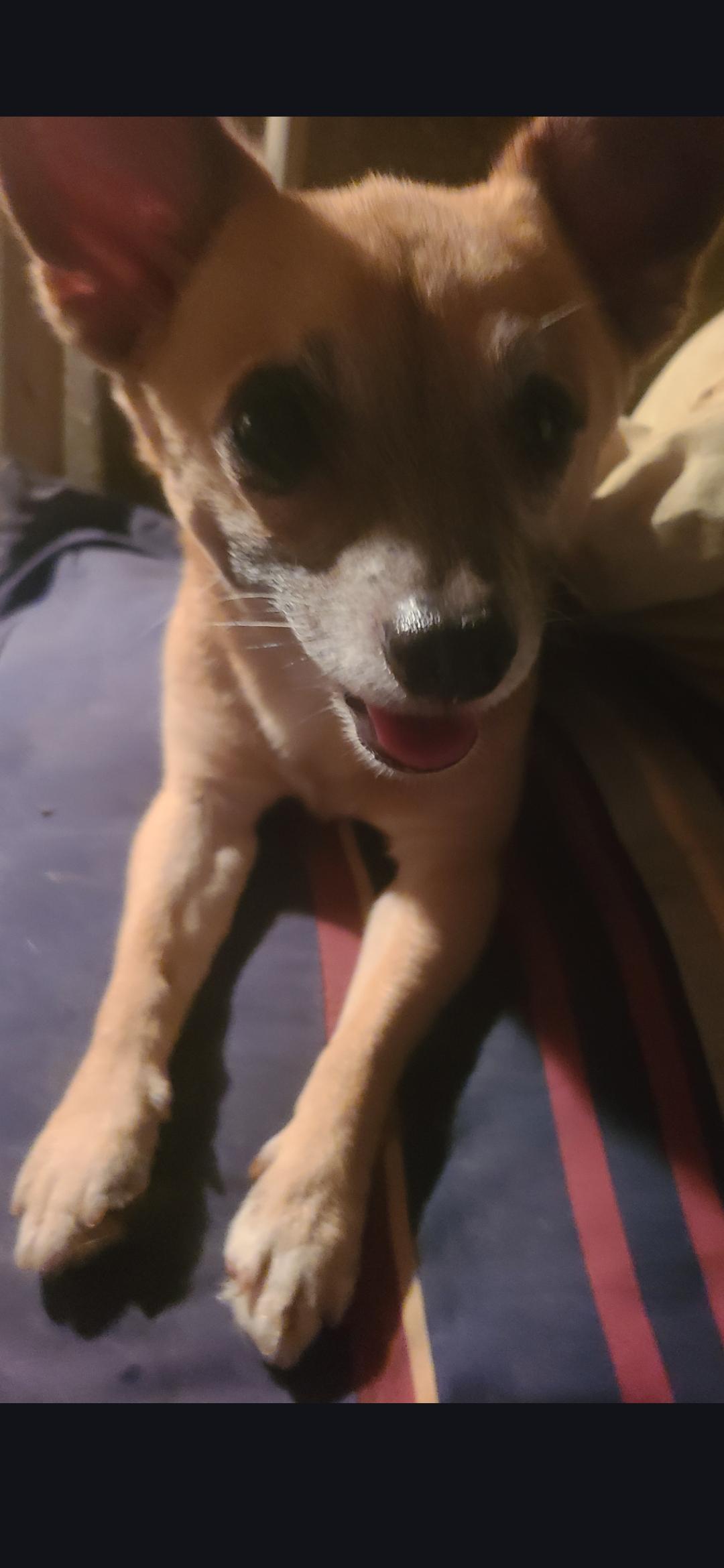 Bam bam, a Adoptable Chihuahua in Miami, FL image 2/2