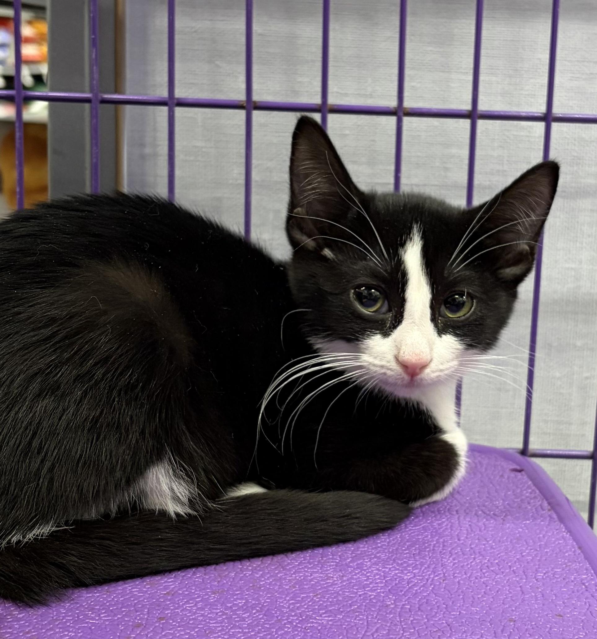 Odetta, Adoptable, Kitten Female Domestic Short Hair & Tuxedo.