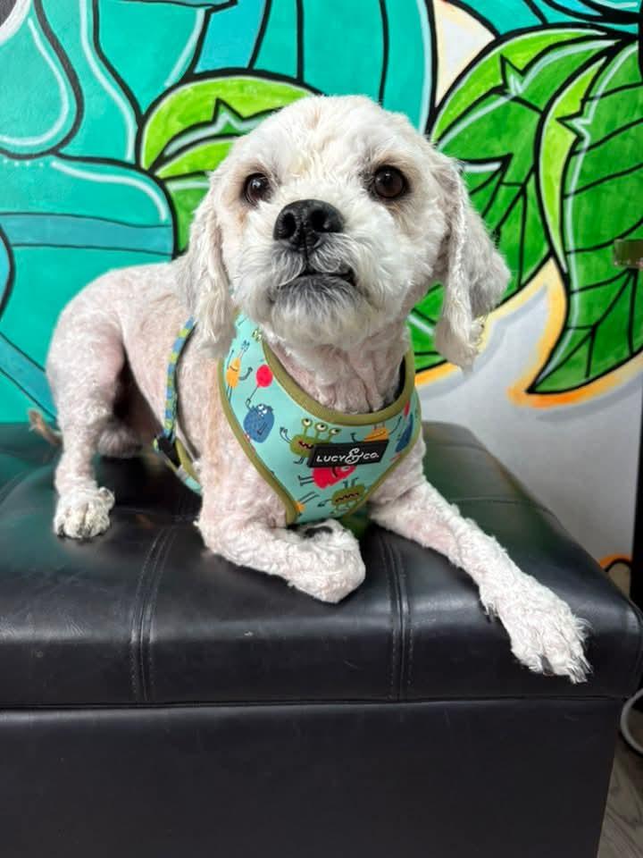 TED. tinycauseadopt@gmail.com , ADOPTABLE, Adult Male Bichon Frise.