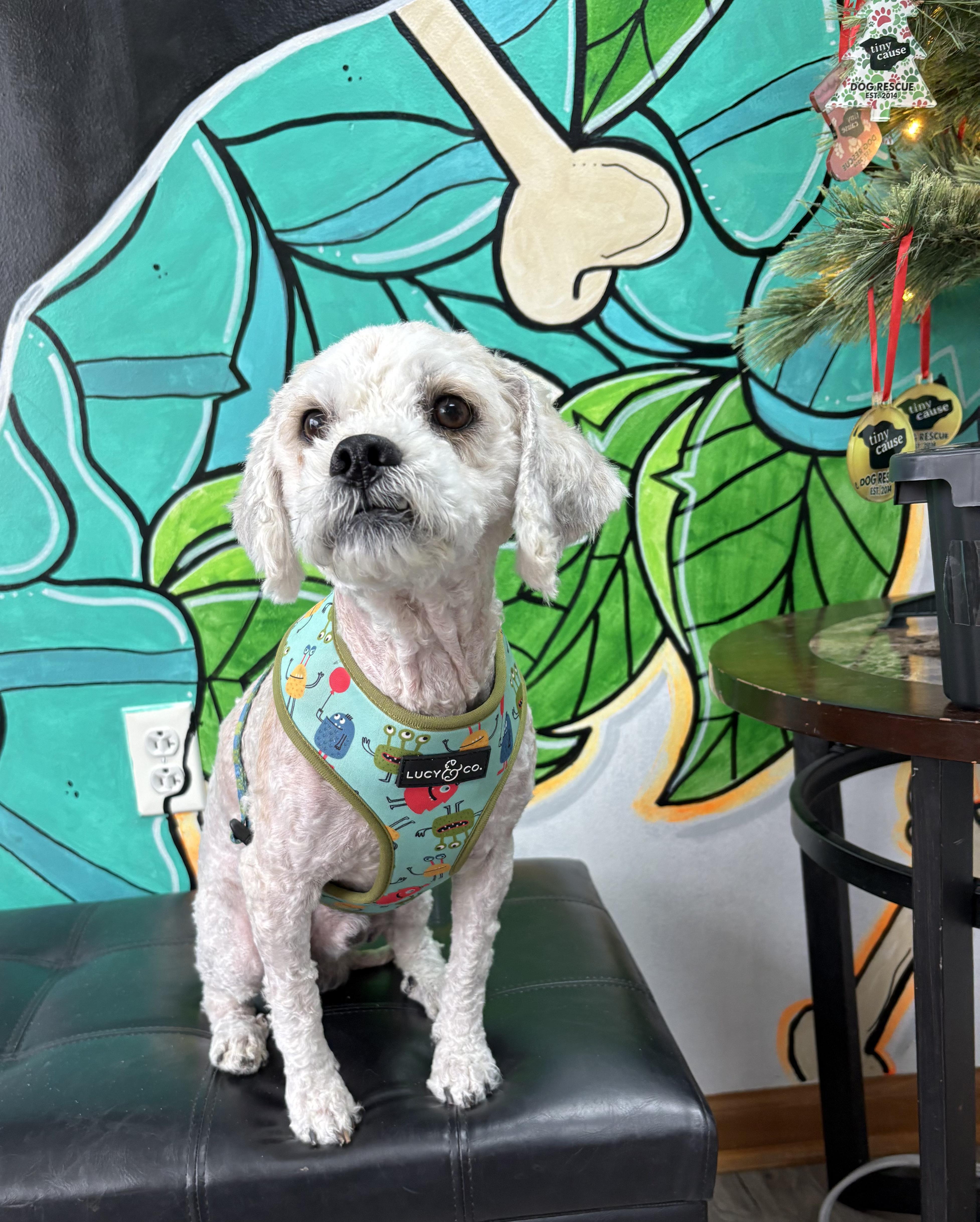 Enlarge TED. tinycauseadopt@gmail.com , an adopted mixed breed in Vandergrift, PA image 1/2