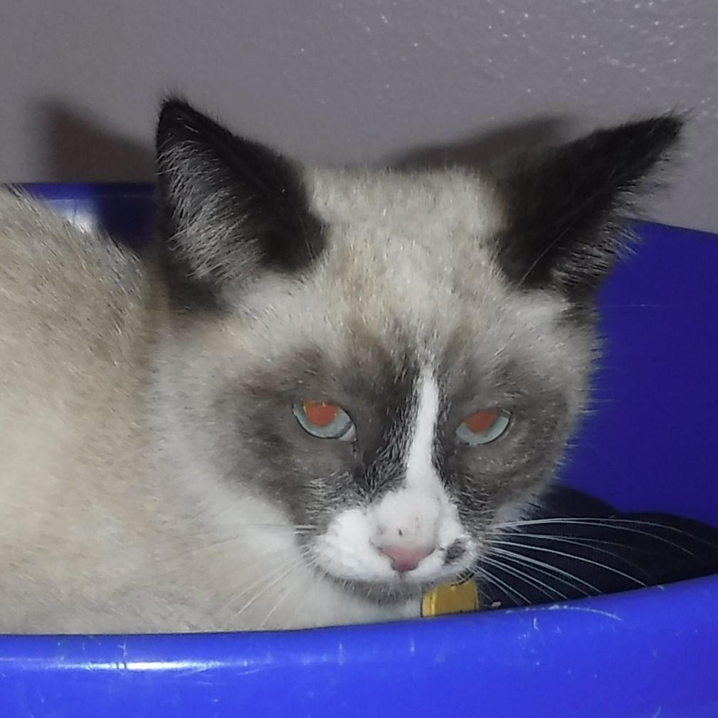 Jordan - Super Snowshoe Mix