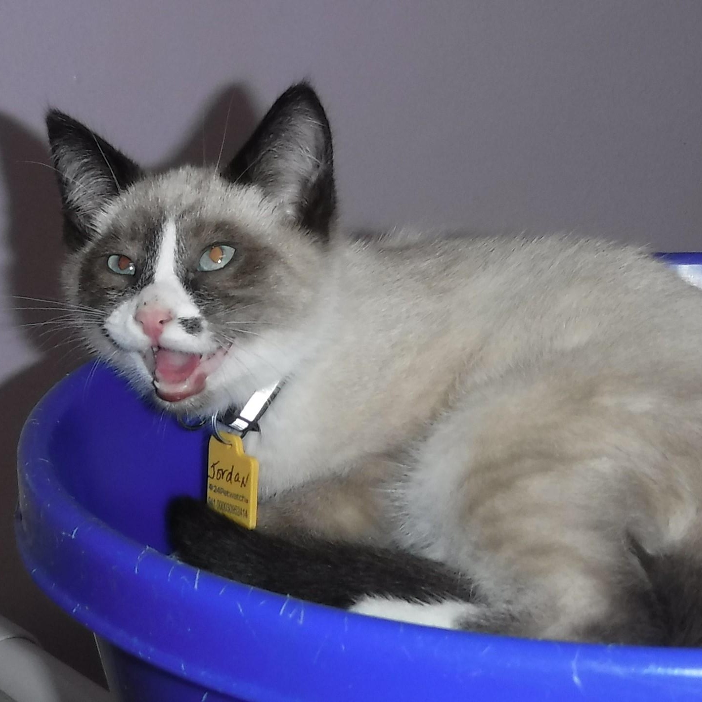 Jordan - Super Snowshoe Mix