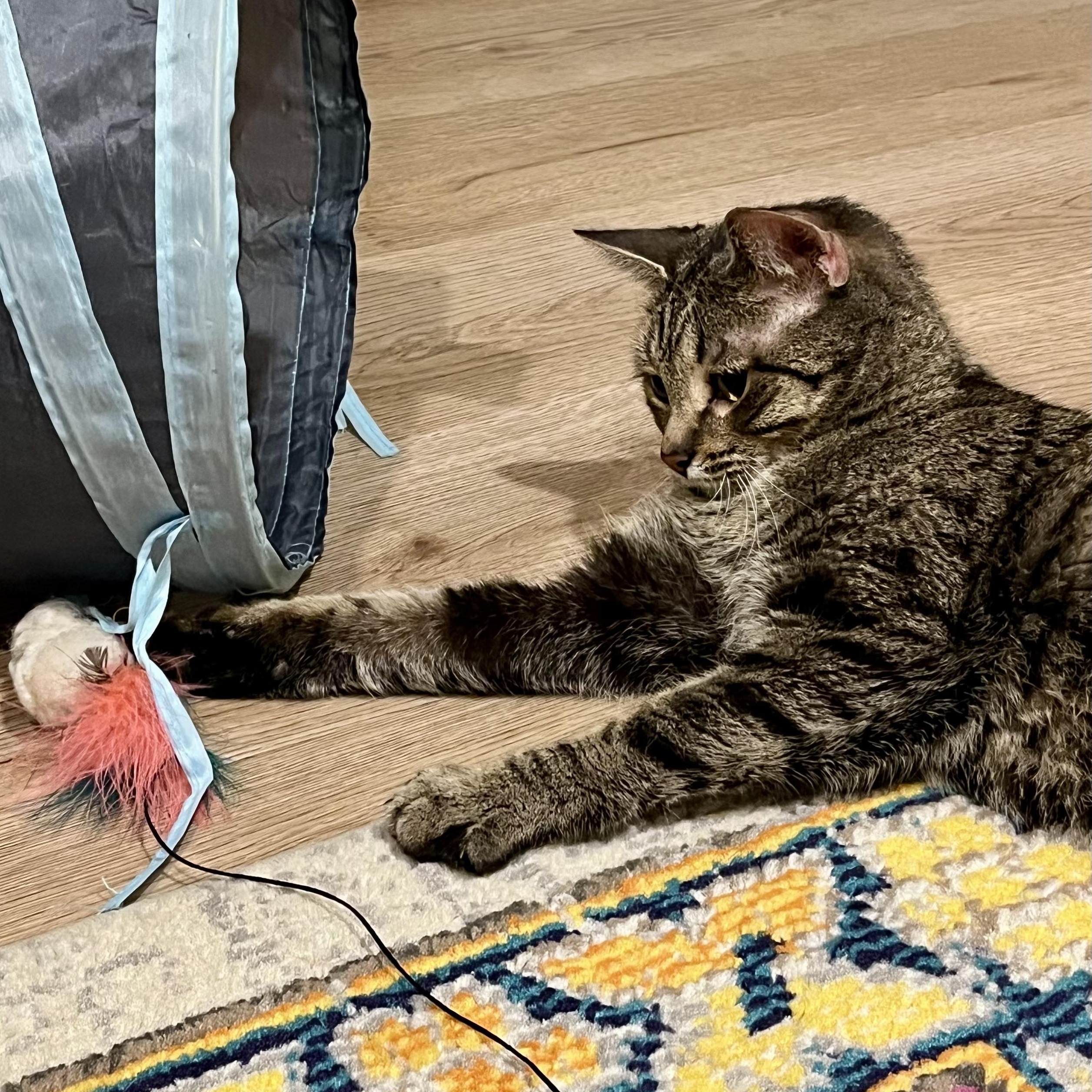 Enlarge Pippa, a ADOPTABLE Tabby in Hyattsville, MD image 5/6