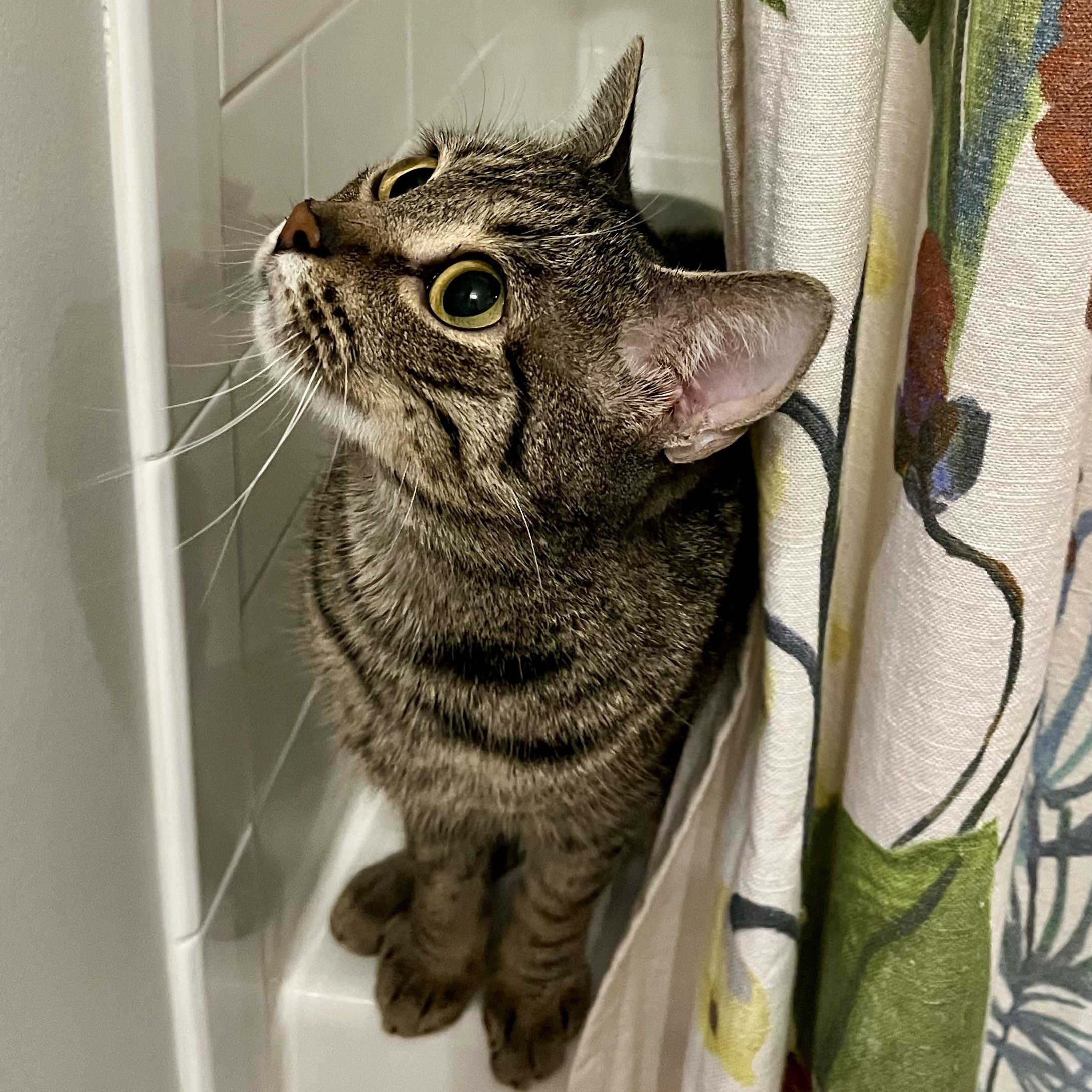 Enlarge Pippa, a ADOPTABLE Tabby in Hyattsville, MD image 6/6