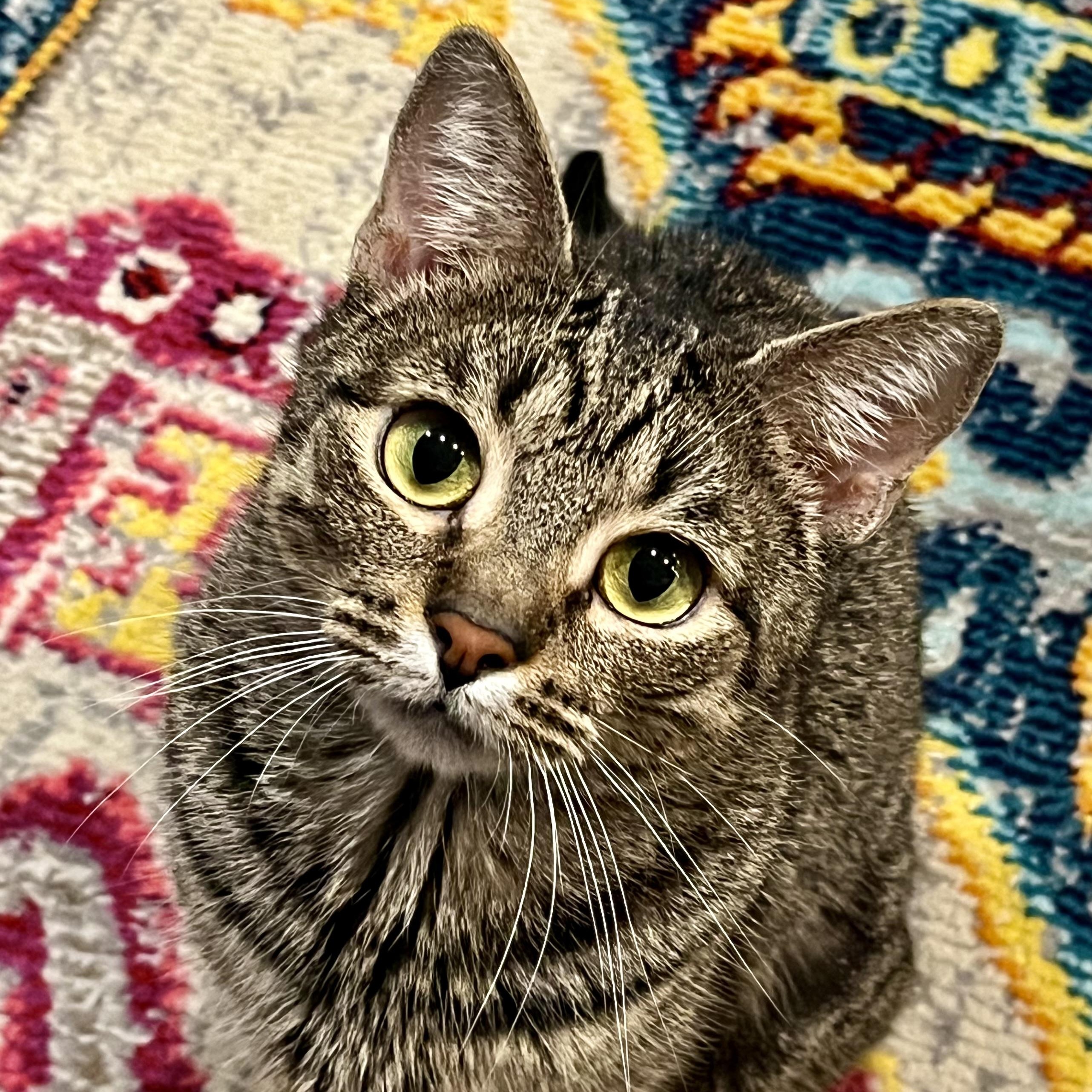 Pippa, ADOPTABLE, Kitten Female Tabby.