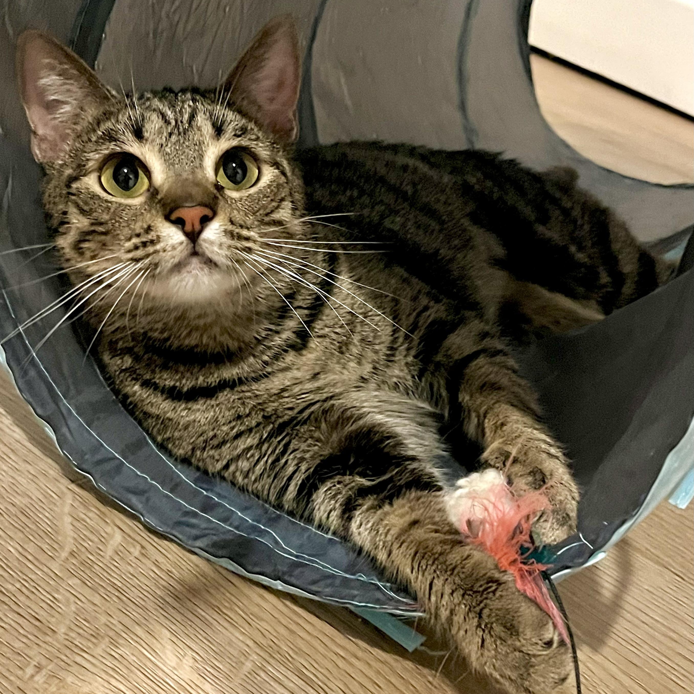 Enlarge Pippa, a ADOPTABLE Tabby in Hyattsville, MD image 4/6