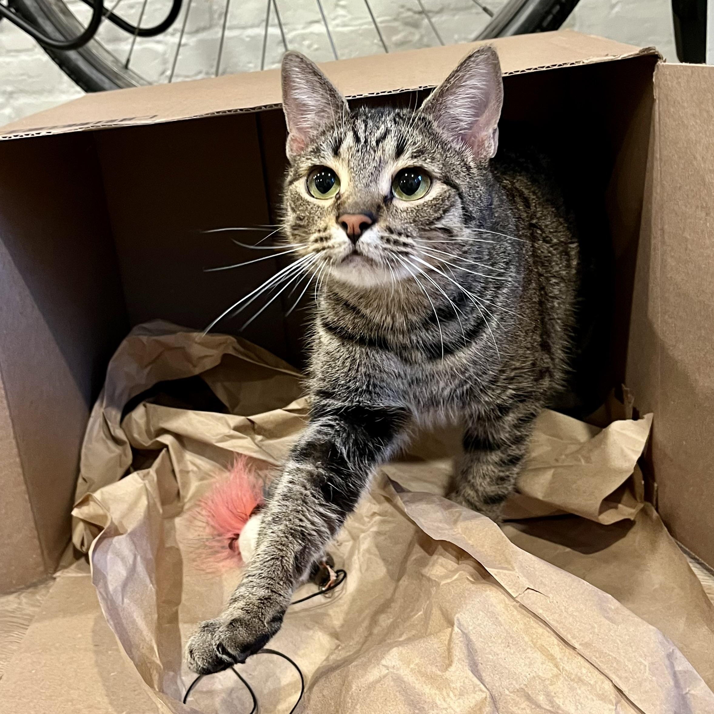 Enlarge Pippa, a ADOPTABLE Tabby in Hyattsville, MD image 3/6