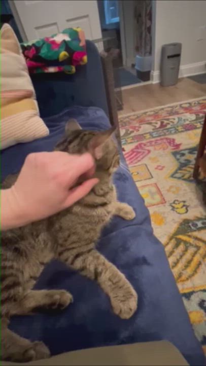 Enlarge Pippa, a ADOPTABLE Tabby in Hyattsville, MD video 2/6