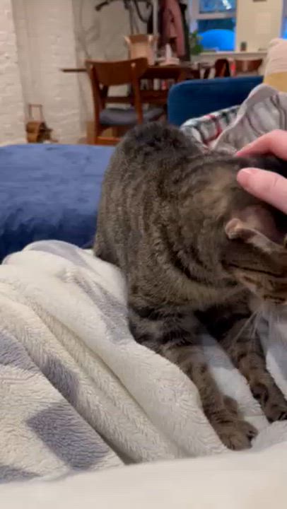 Enlarge Pippa, a ADOPTABLE Tabby in Hyattsville, MD video 2/6
