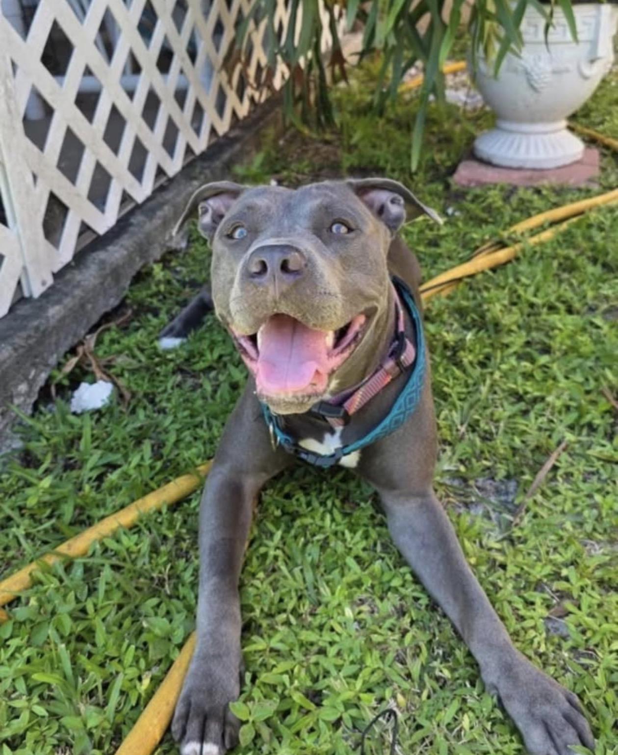 Enlarge Zoey, a Adopted Pit Bull Terrier in Pompano Beach, FL image 2/2