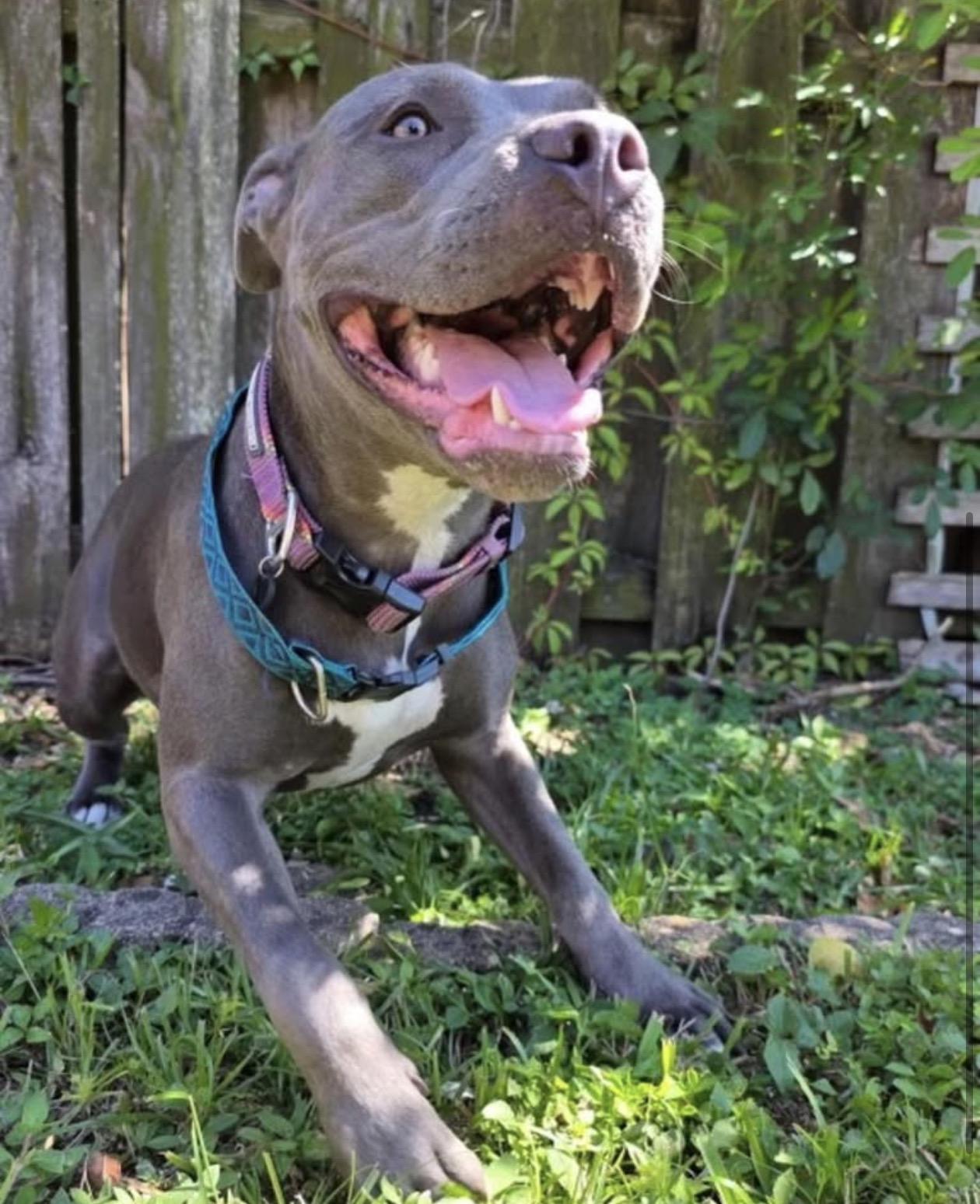 Zoey, Adopted, Young Female Pit Bull Terrier.