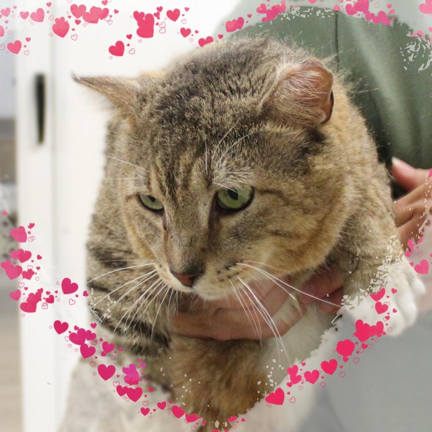 Phoenix, ADOPTABLE, Adult Male Tabby.