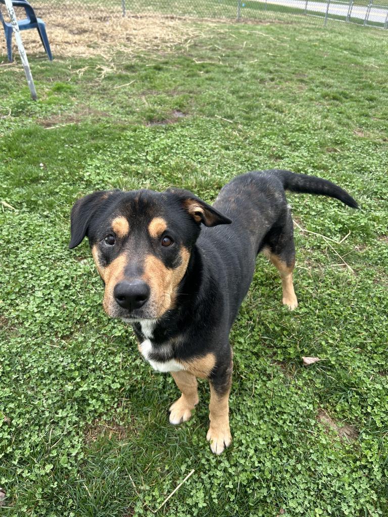 Clark, Adoptable, Adult Male Rottweiler.