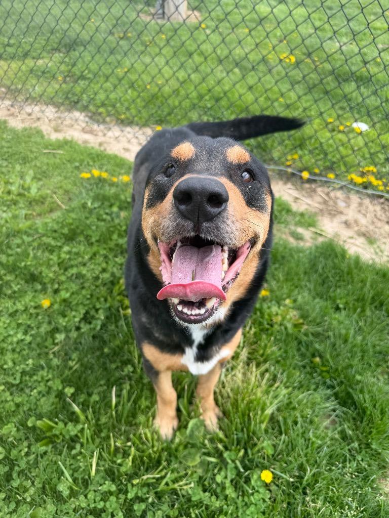Enlarge Clark, a Adoptable Rottweiler in New Manchester, WV image 1/6