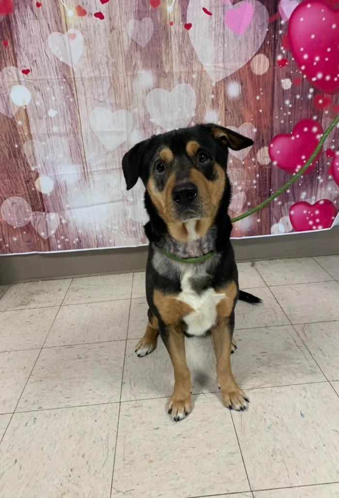 Clark, Adoptable, Adult Male Rottweiler.