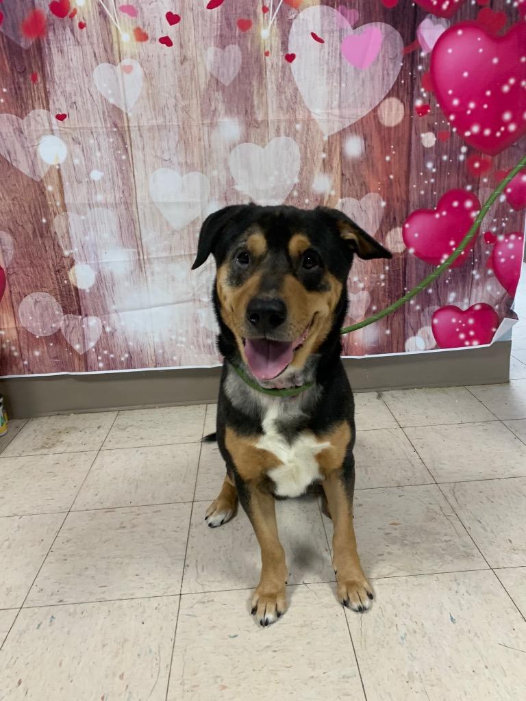 Clark, Adoptable, Adult Male Rottweiler.