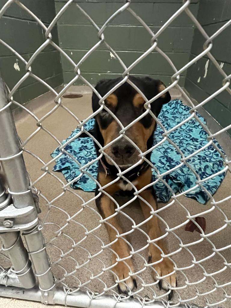 Clark, a Adoptable Rottweiler in New Manchester, WV image 2/4