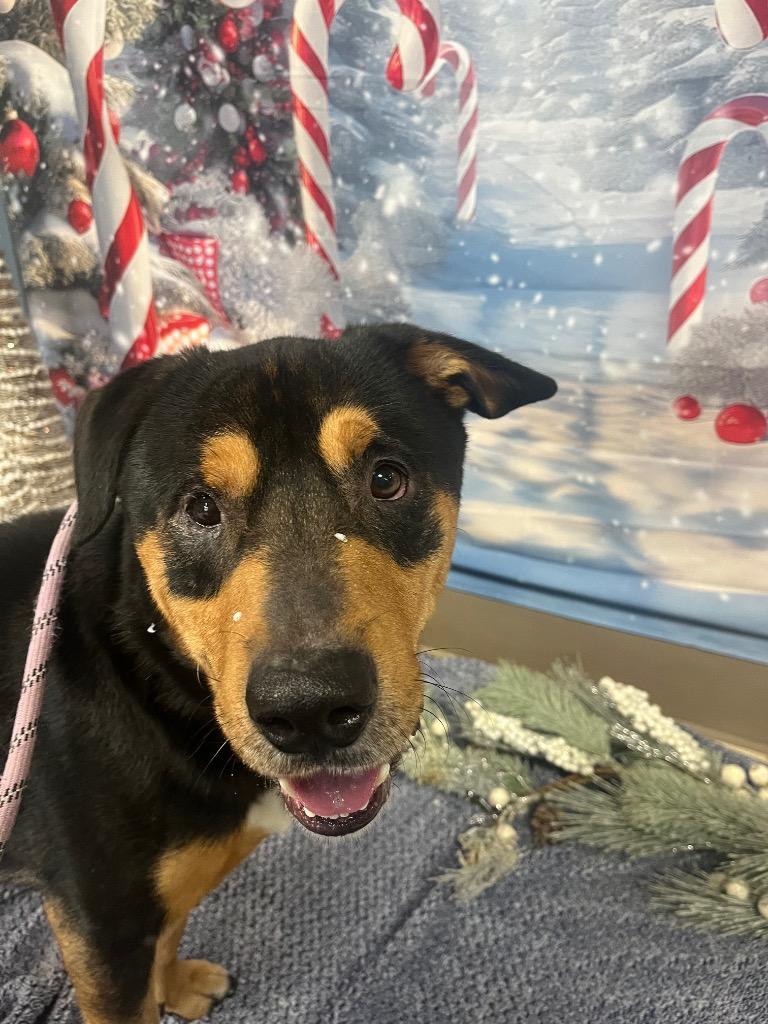 Clark, a Adoptable Rottweiler in New Manchester, WV image 3/4