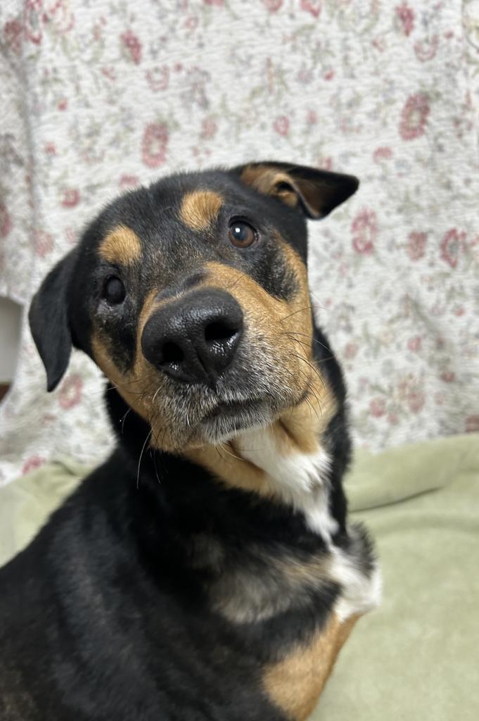 Enlarge Clark, a Adoptable Rottweiler in New Manchester, WV image 5/6