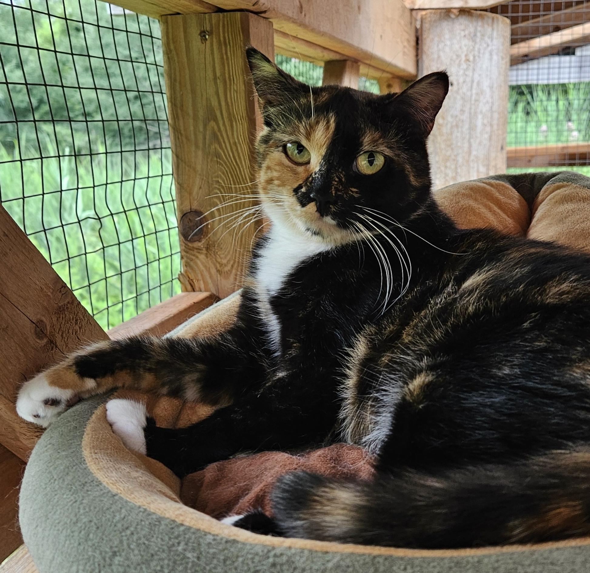 Azalée, ADOPTABLE, Young Female Tortoiseshell.