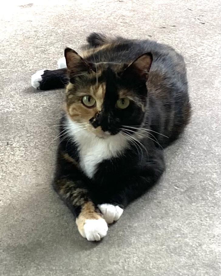 Azalée, Adoptable, Young Female Tortoiseshell.