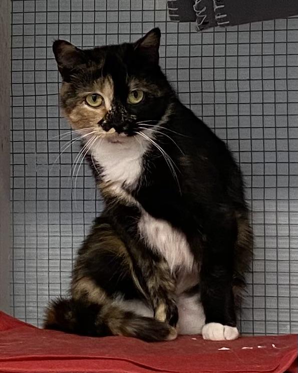 Enlarge Azalée, a ADOPTABLE Tortoiseshell in Stanstead, QC image 2/5