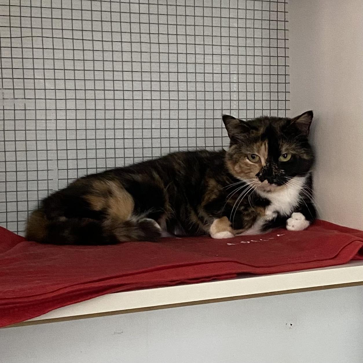 Enlarge Azalée, a ADOPTABLE Tortoiseshell in Stanstead, QC image 3/5
