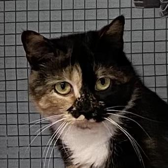 Enlarge Azalée, a ADOPTABLE Tortoiseshell in Stanstead, QC image 1/5