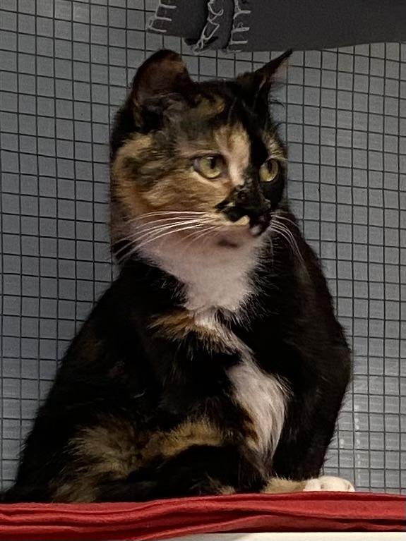 Enlarge Azalée, a ADOPTABLE Tortoiseshell in Stanstead, QC image 4/5