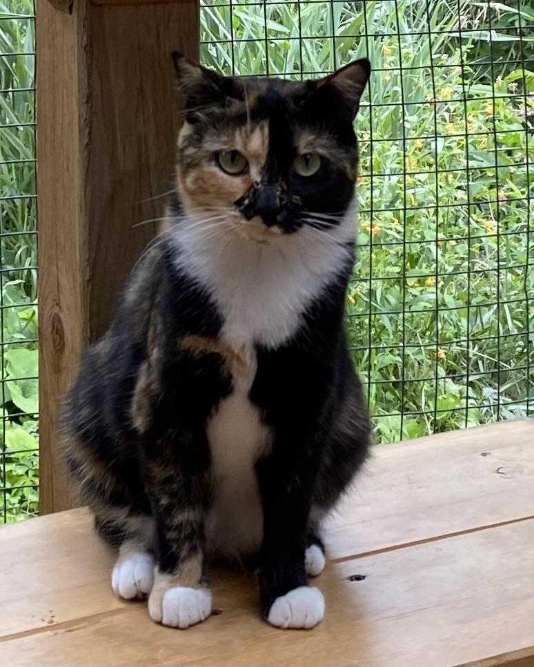 Enlarge Azalée, a Adoptable Tortoiseshell in Stanstead, QC image 2/6
