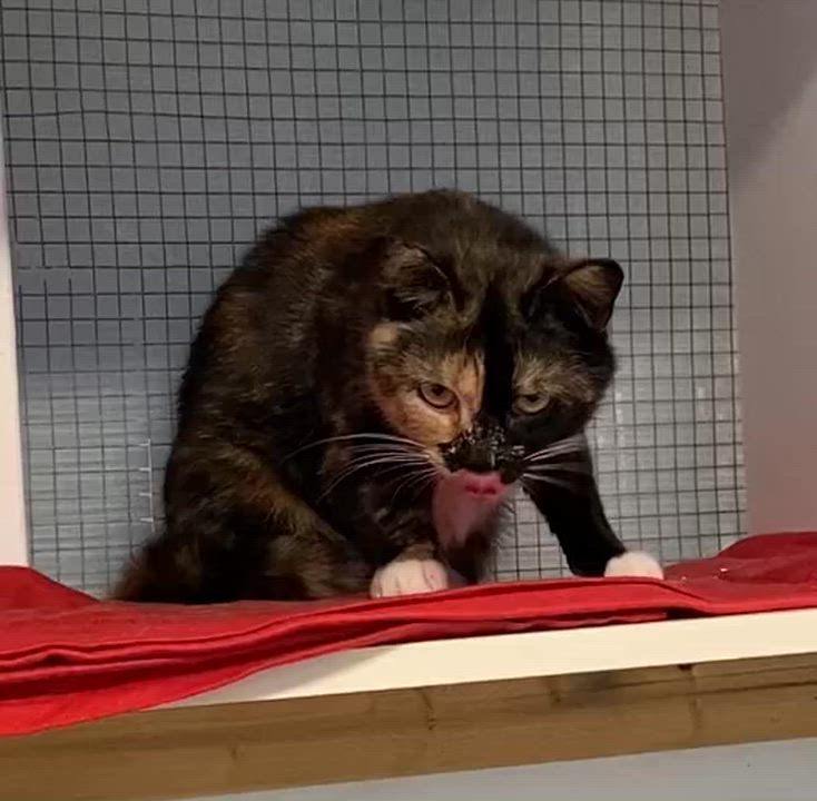 Enlarge Azalée, a ADOPTABLE Tortoiseshell in Stanstead, QC video 5/5