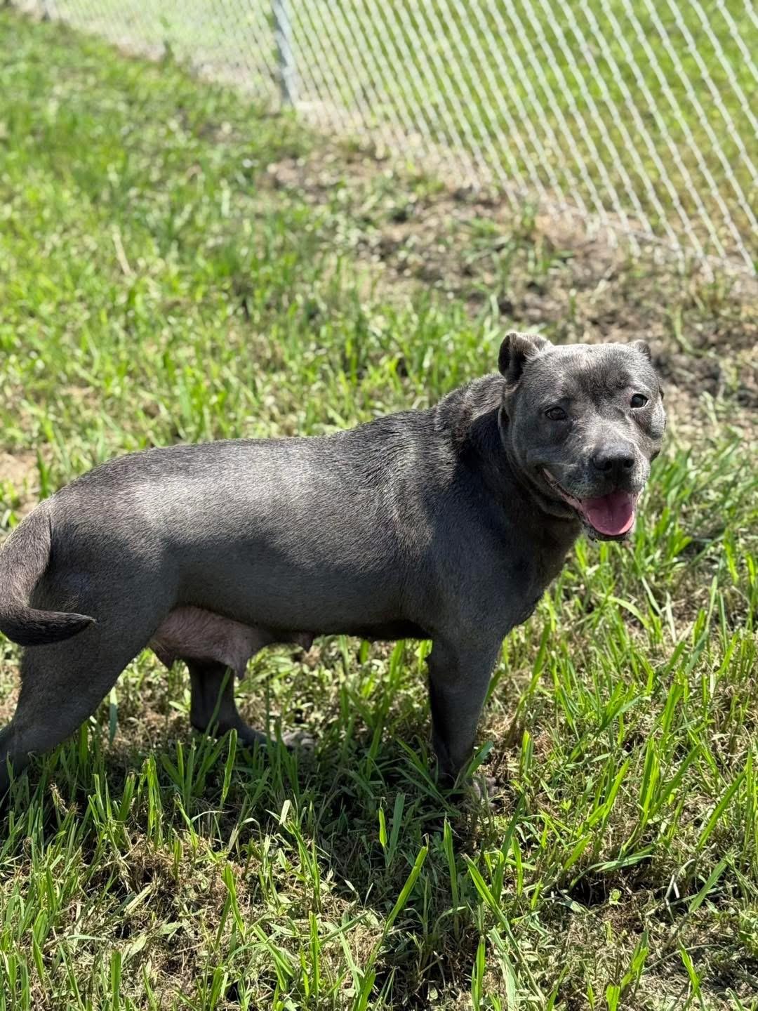 Joy, Young Female Staffordshire Bull Terrier
