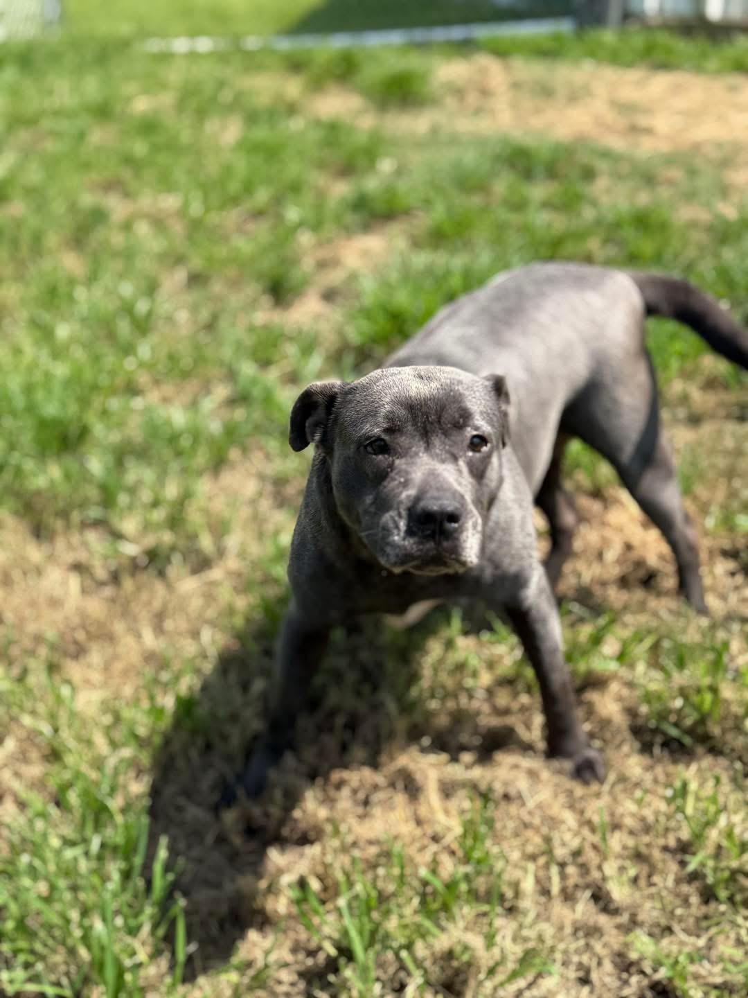 Enlarge Joy, a Adoptable Staffordshire Bull Terrier in New Roads, LA image 2/3
