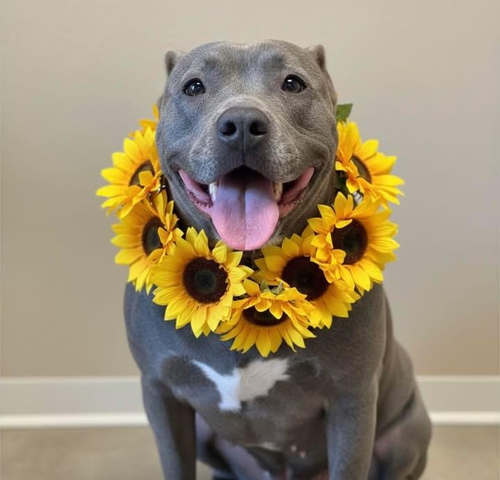 Enlarge Joy, a Adoptable Staffordshire Bull Terrier in New Roads, LA image 2/2