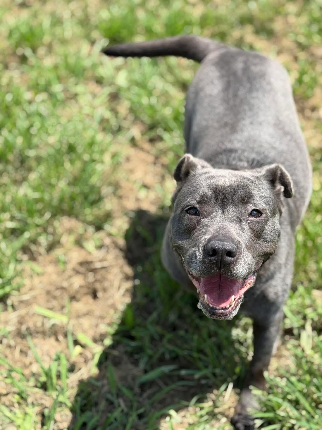 Enlarge Joy, a Adoptable Staffordshire Bull Terrier in New Roads, LA image 3/3