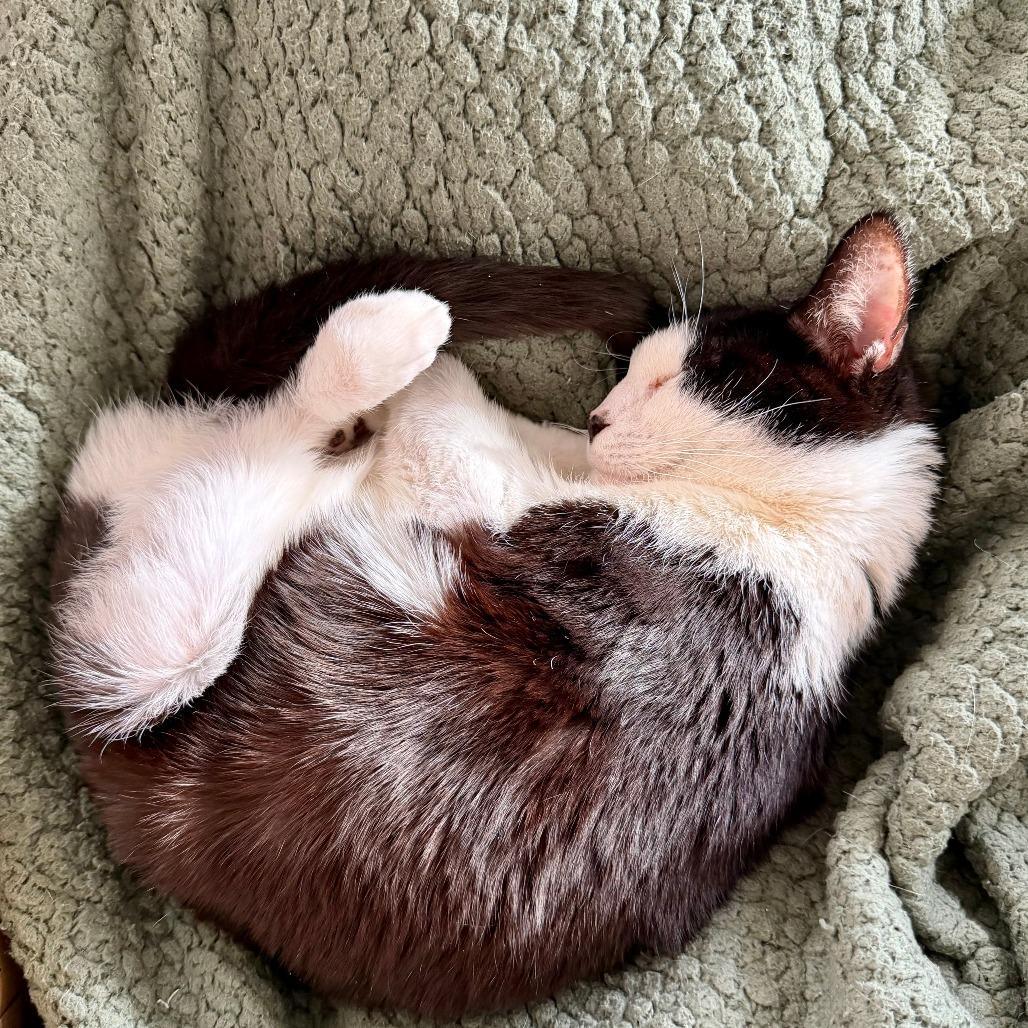 Goofy, Adoptable, Young Male Domestic Short Hair.